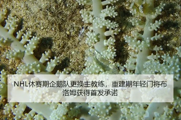 NHL休赛期企鹅队更换主教练，重建期年轻门将布洛姆获得首发承诺